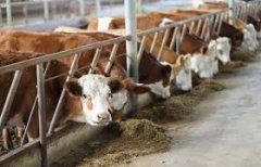 动物健康监测与防疫服务